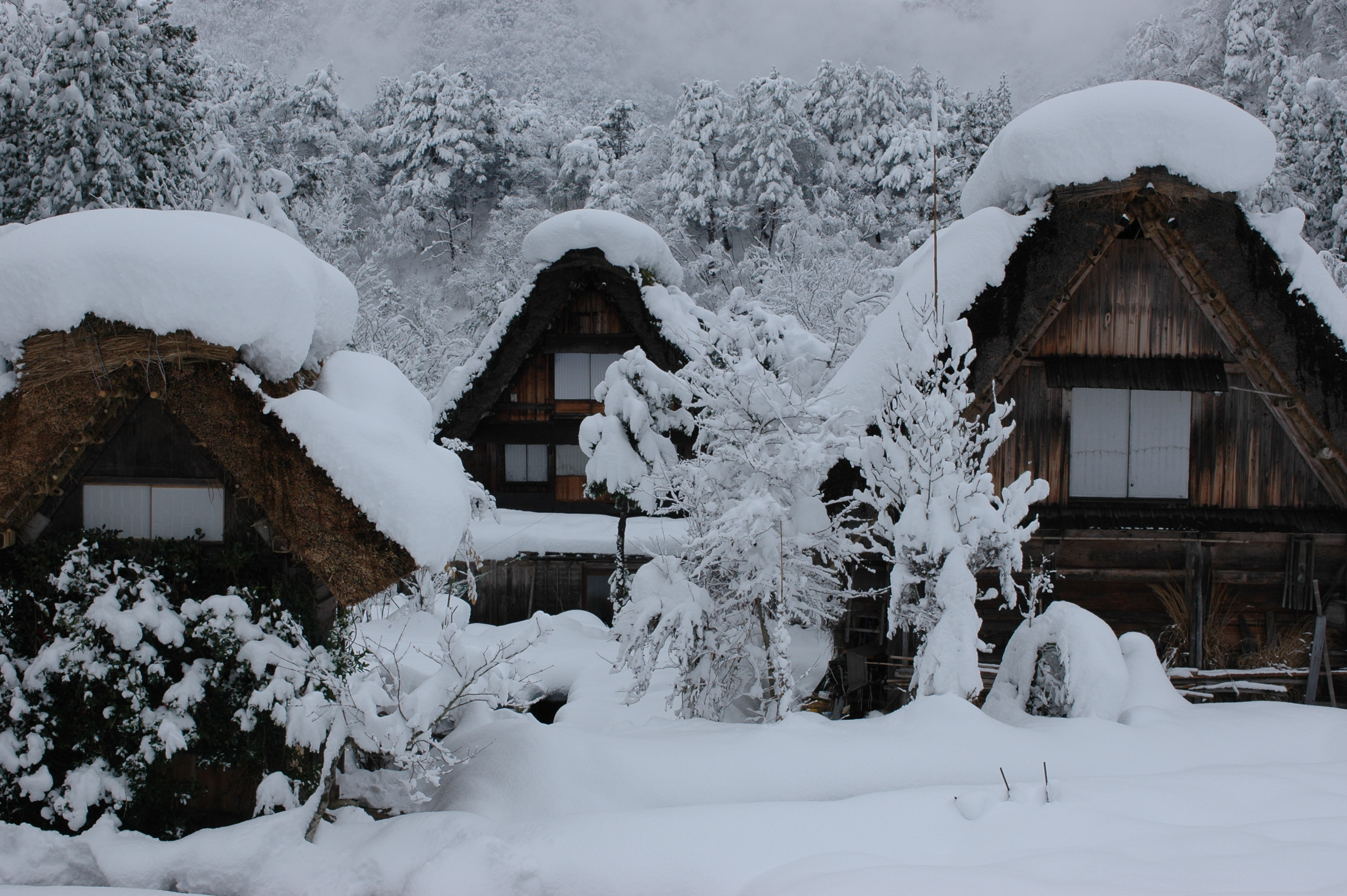 雪の下熟成の風景